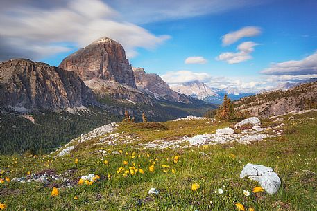 Alpine meadow at the Falzarego pass, in the background the Tofane mount, Cortina d'Ampezzo, dolomites, Veneto, Italy, Europe