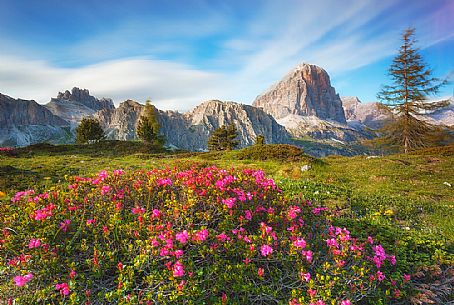Flowering rhododendrons near Falzarego pass, in the background Tofane and Fanis mountains, Cortina d'Ampezzo, dolomites, Veneto, Italy, Europe


