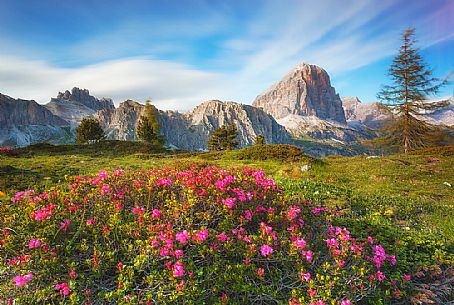 Flowering rhododendrons near Falzarego pass, in the background Tofane and Fanis mountains, Cortina d'Ampezzo, dolomites, Veneto, Italy, Europe

