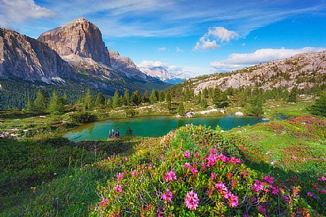 Flowering rhododendrons, view from Lago di Limides Lake towards Tofana di Rozes, Falzarego pass, Cortina d'Ampezzo, dolomites, Veneto, Italy, Europe

