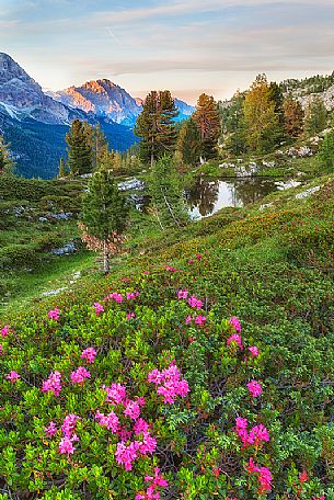 Flowering rhododendrons near Falzarego pass, Cortina d'Ampezzo, dolomites, Veneto, Italy, Europe

