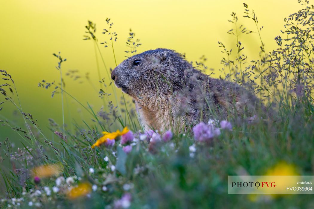 At sunrise peeks out this small marmot wrapped in a beautiful vegetation, Gran Paradiso national park, Piedmont, Italy