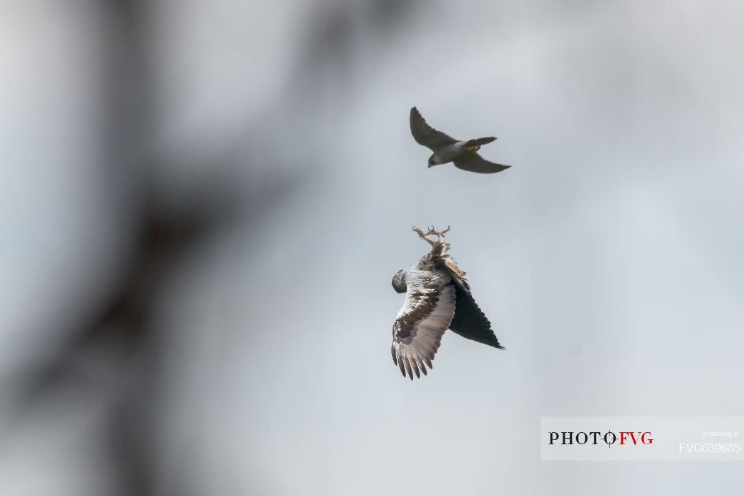 Bonelli's Eagle and Peregrine falcon, shows the talons