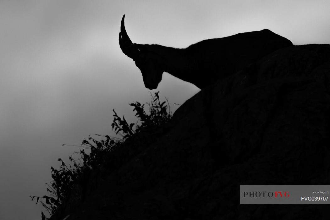 Capra ibex in backlight from early morning, alps, Piedmont, Italy