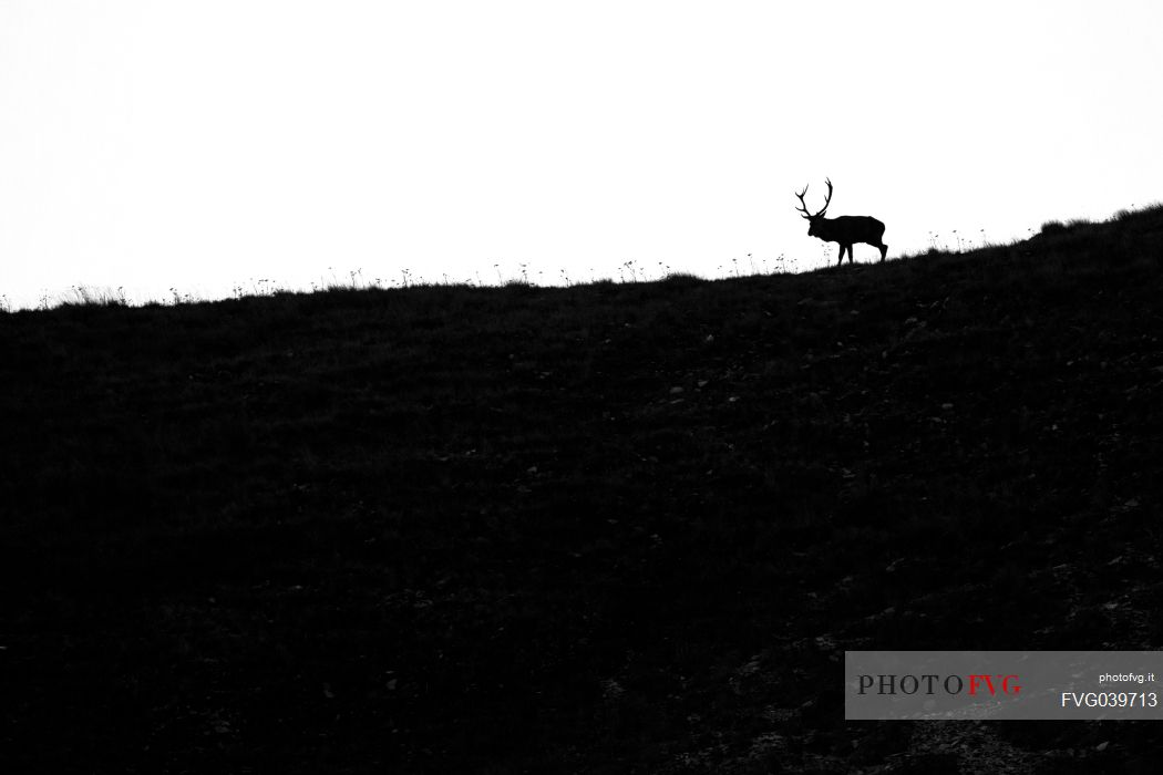 Deer silhouette set inside the National Park of Lazio Abruzzo and Molise, Italy