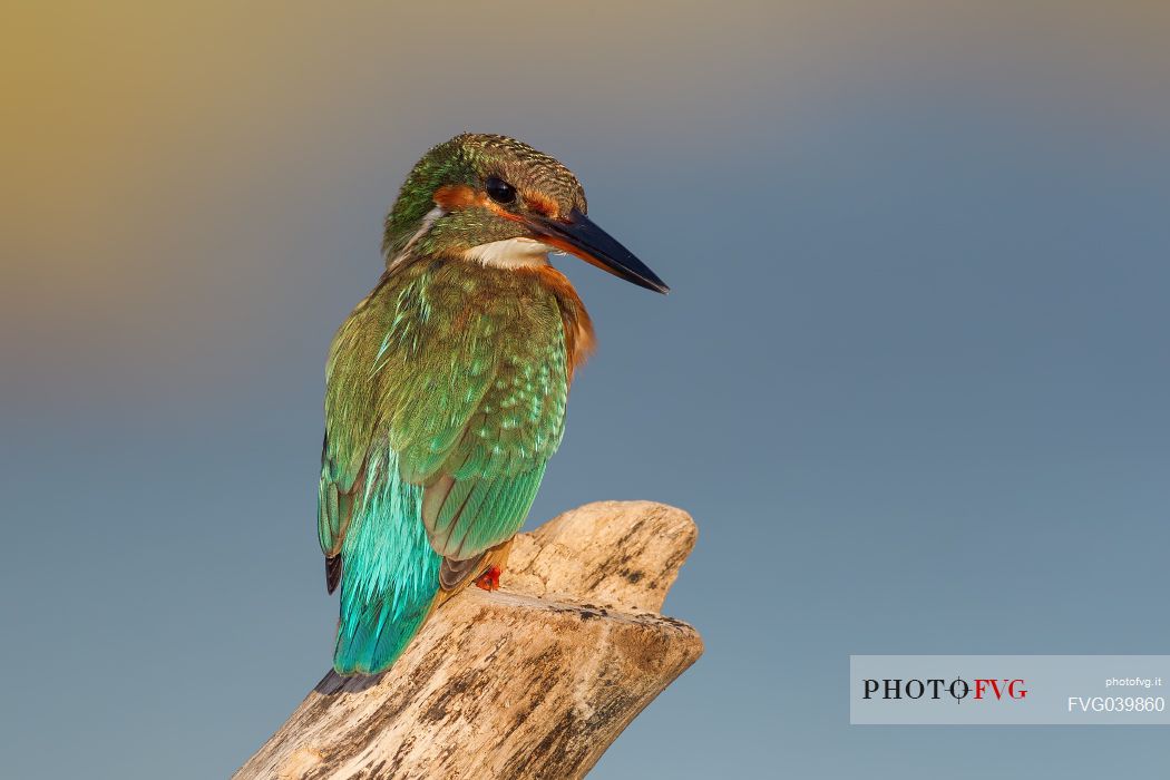 Kingfisher, Alcedo atthis