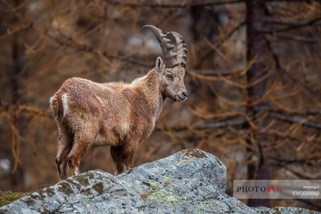 Portrait of young Ibex, capra ibex, in the italian alps