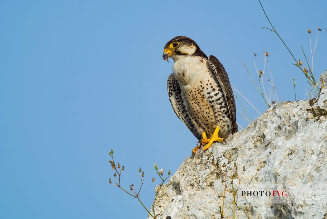Lanner falcon, Falco biarmicus, portrait