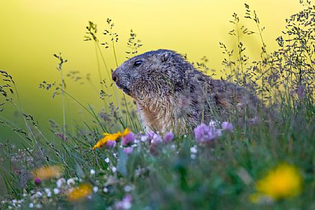 At sunrise peeks out this small marmot wrapped in a beautiful vegetation, Gran Paradiso national park, Piedmont, Italy