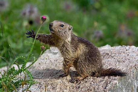 Marmot photographed while collecting a flower, Gran Paradiso national park, Piedmont, Italy