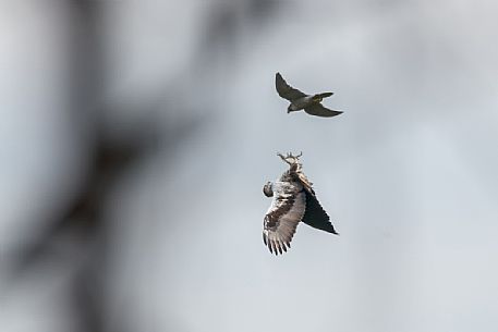 Bonelli's Eagle and Peregrine falcon, shows the talons