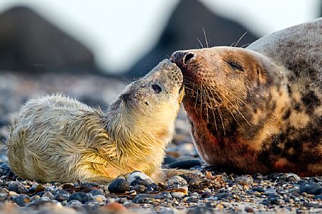 First contact between grey seal puppy and mother