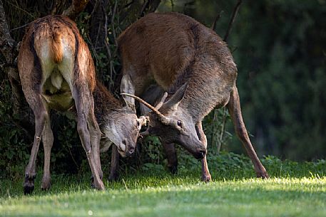 Young deers fighting