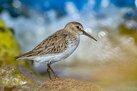 Dunlin by the sea