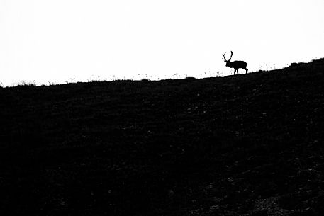 Deer silhouette set inside the National Park of Lazio Abruzzo and Molise, Italy