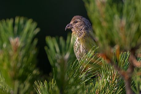 Portrait of Crossbill, loxia curvirostra, in a pine tree