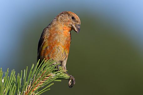 Portrait of a male Crossbill, loxia curvirostra, in a pine tree