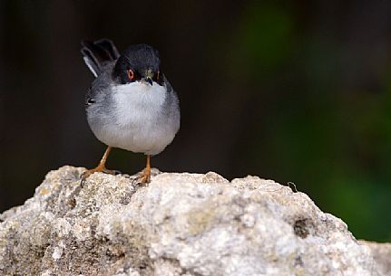 Beautiful Sylvia melanocephala warbler perched on a rock