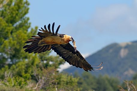 Bearded vulture, Gypaetus barbatus, with prey