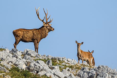 Noble deer male with big horns and deer female in the background, Abruzzo national park, Abruzzo, Italy