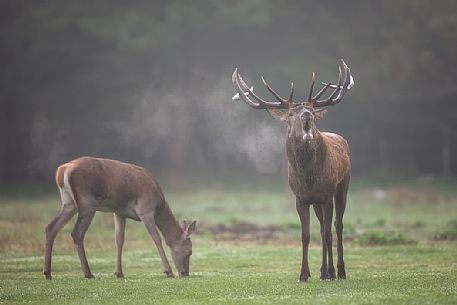 Deer male with big horns bugling, Abruzzo national park, Abruzzo, Italy