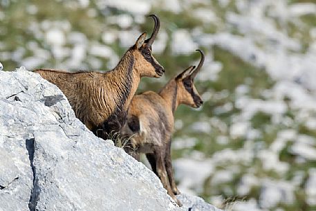 Chamois portrait, Rupicapra pyrenaica ornata, Abruzzo national park, Italy