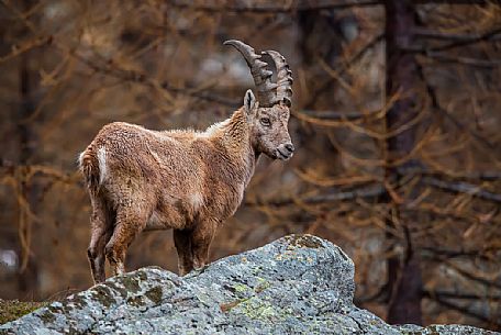 Portrait of young Ibex, capra ibex, in the italian alps