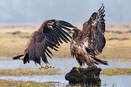 White-tailed eagle fighting, Poland