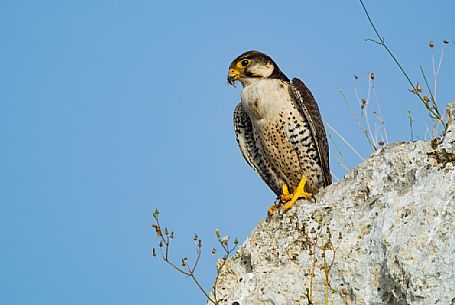 Lanner falcon, Falco biarmicus, portrait
