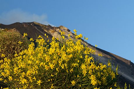 broom bloom in Stromboli island, Sicily, Italy, Europe