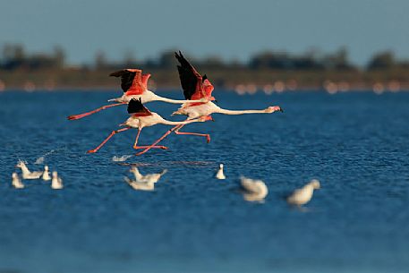 Pink Flamingo, Phoenicopterus roseus, in fly, Camargue, Provence, France, Europe