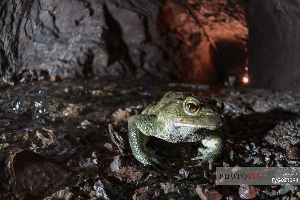 Toad (Bufo bufo) inside the Molinello mine, Graveglia valley, Liguria, Italy