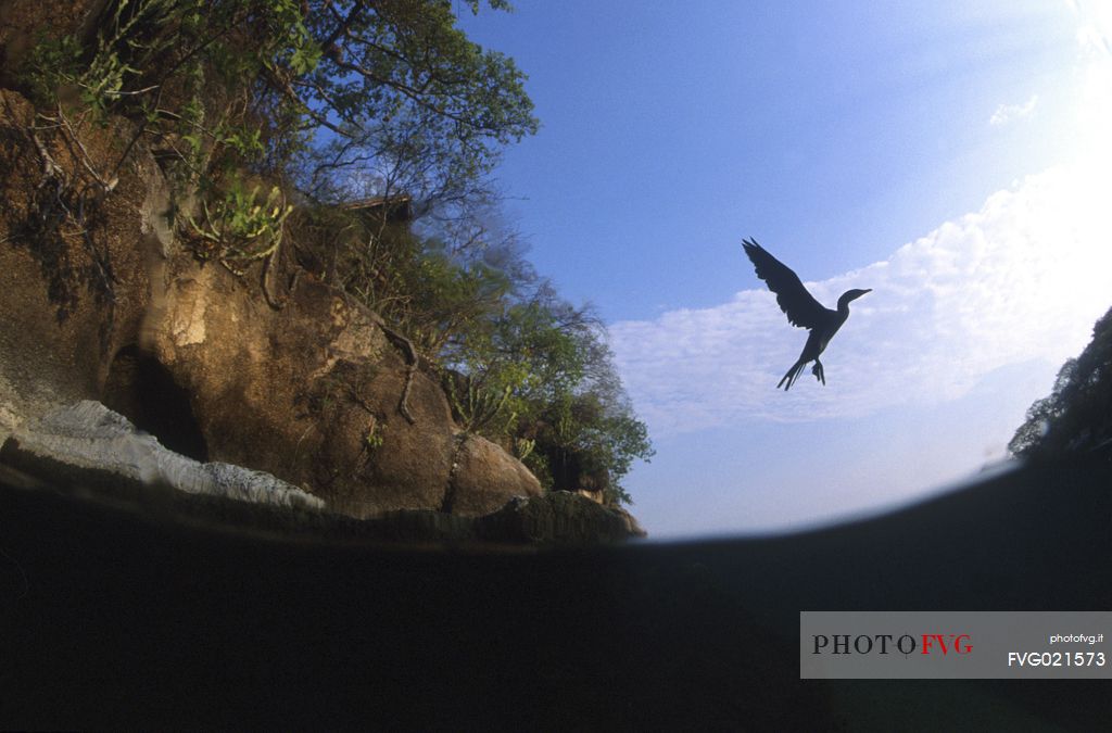 Cormorant in flight in the  Lake Malawi National Park, Malawi, Africa