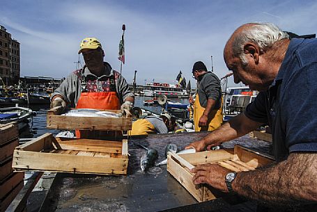 Arrival of the catch from Tonnara of Camogli and available in boxes for the fish market on the quay of Camogli, Liguria, Italy