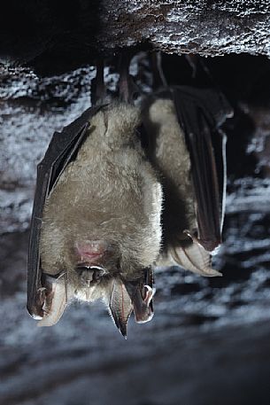 Bat, Rhinolophus ferrumequinum  in the Molinello mine in Val Graveglia, Liguria, Italy, resumed during the afternoon hours of a spring day