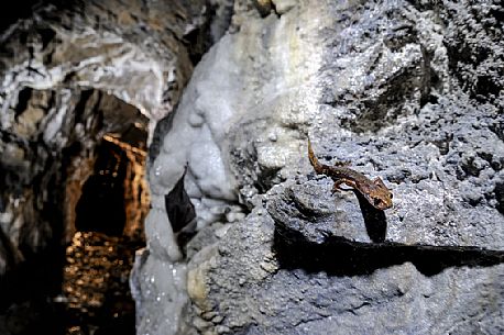 Geotritonet and in the background common bat on limestone in a old mine Speleomantes strinatii with greater horseshoe bat, Graveglia, Liguria, Italy.