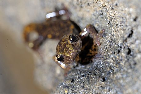 Strinatii's cave salamander or Speleomantes strinatii who climbed on the jasper wall of a mine, Speleomantes strinatii, Graveglia, Liguria, Italy., Graveglia, Liguria, Italy.