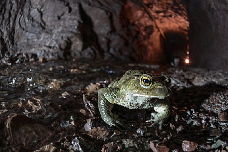Toad (Bufo bufo) inside the Molinello mine, Graveglia valley, Liguria, Italy