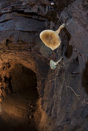 Some mushrooms that are born inside the mines in some periods of the year, oddly grow and even in the absence of light. Mine of Molinello, Graveglia valley, Liguria, Italy