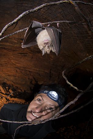 Bat, Rhinolophus ferrumequinum  in the Molinello mine in Val Graveglia valley, Liguria, Italy