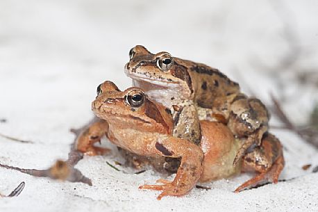 Pairing common frogs, Rana temporaria.