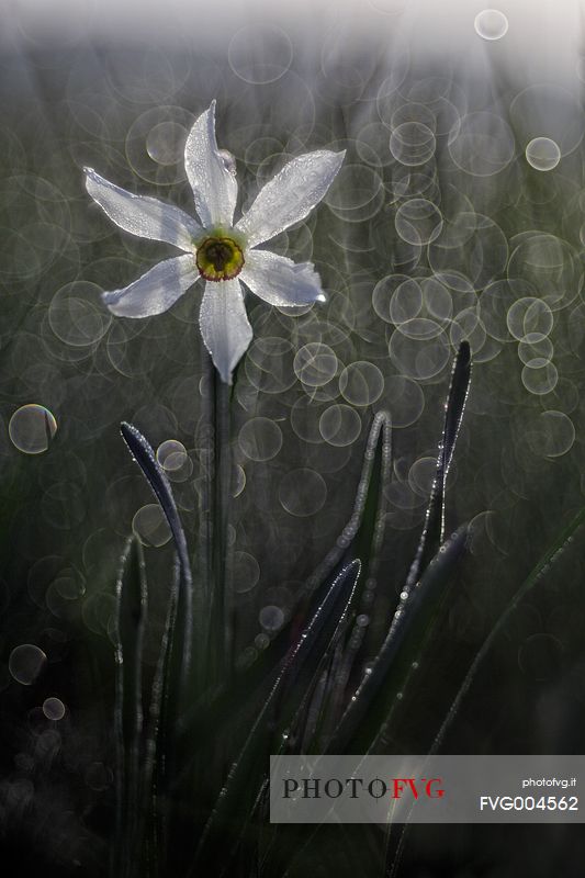 Narcissus at  first light of dawn