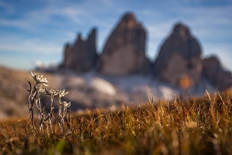 edelweiss and mountains