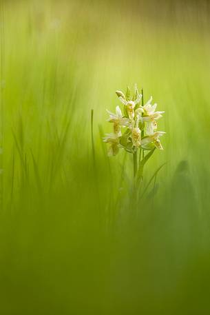 Orchis sambucina in the grass