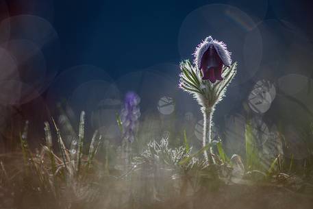 Pulsatilla in the dew of the morning