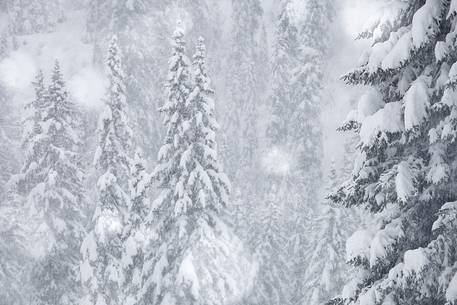 Intense snowfall in the forest near Cortina d'Ampezzo