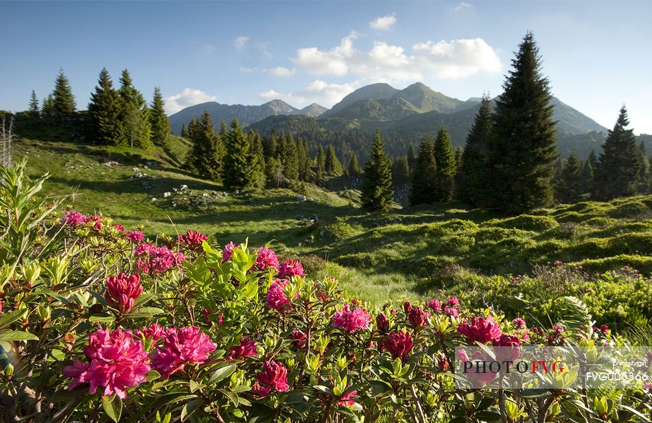 Blooming rhododendron in the background the Mount Cavallo 