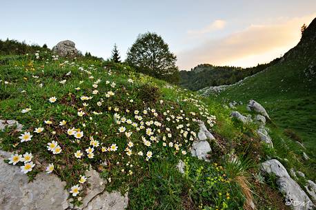 Blooming mountain avens (Dryas octopetala)