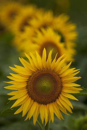 Plantation of sunflowers
