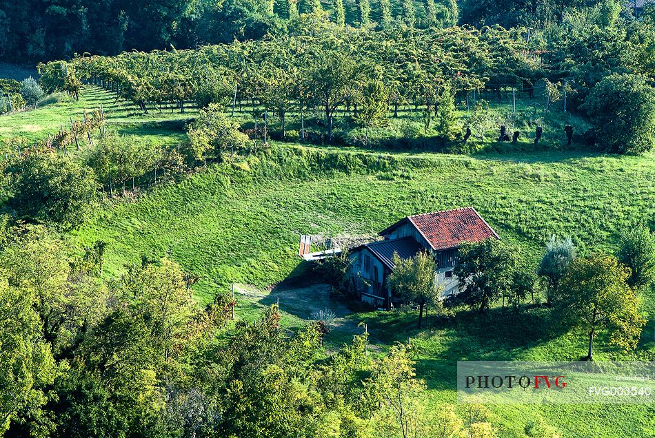 Rural landscape in  Caneva village, Friuli Venezia Giulia, Italy, Europe